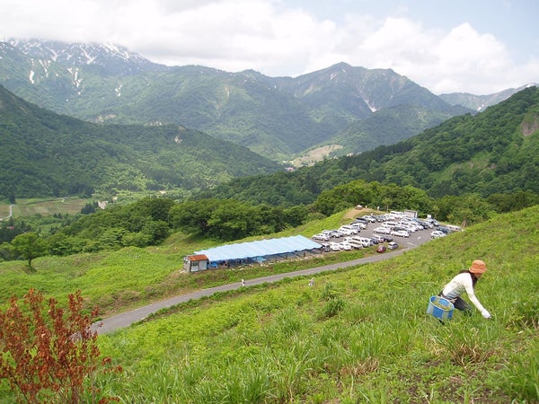 【宮城県内発】 生産量日本一の山形・小国わらび採り放題&持ち帰りと南陽のバラまつり(日帰り)3